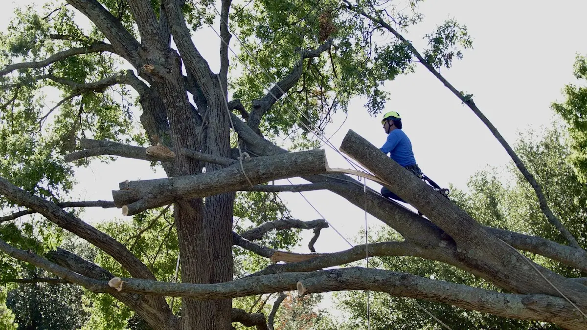 Professional Crown Thinning performed by certified arborists in Bellmont